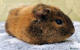 Guinea Pig rodents for sale: Pairs of Sows - Happy, Healthy, Friendly Sows - Image 21