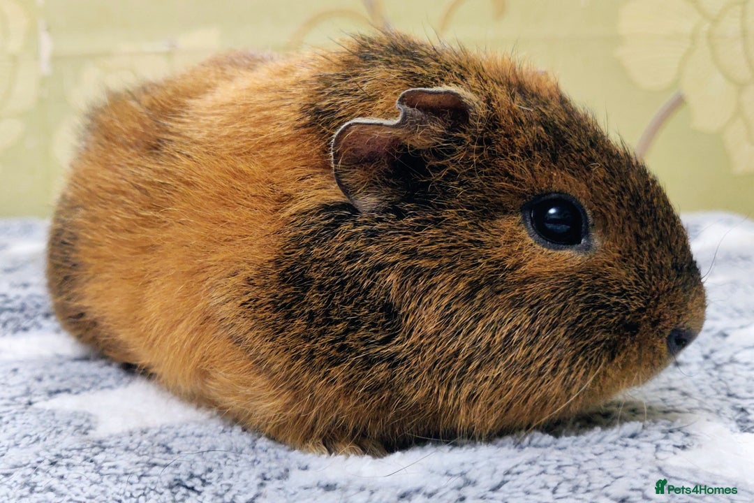 Guinea Pig rodents for sale: Pairs of Sows - Happy, Healthy, Friendly Sows - Image 21