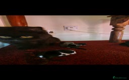 British Shorthair cats for sale: Cute kittens for sale  - Image 16