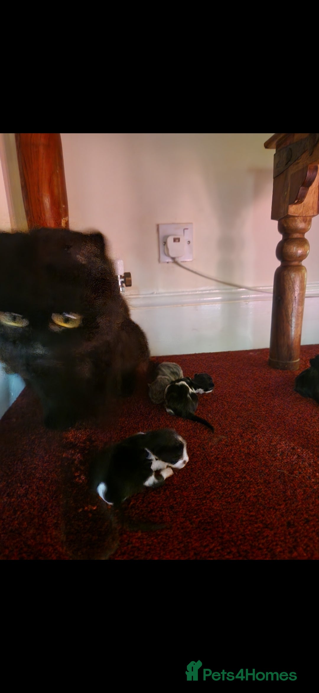British Shorthair cats for sale: Cute kittens for sale  - Image 16