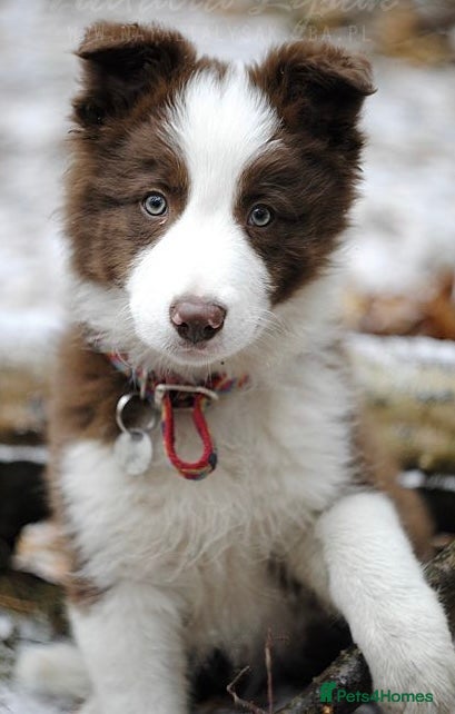 Border Collie dogs Stunning red and white long haired pups  - Advert 5