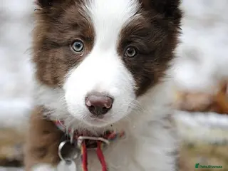 Border Collie dogs Stunning red and white long haired pups - Advert 5