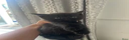 Mixed Breed cats for sale: BEAUTIFUL KITTENS LOOKING FOR THEIR FOREVER HOMES - Advert 3