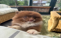 Pomeranian dogs for sale: 6 month old female pomeranian - Image 3