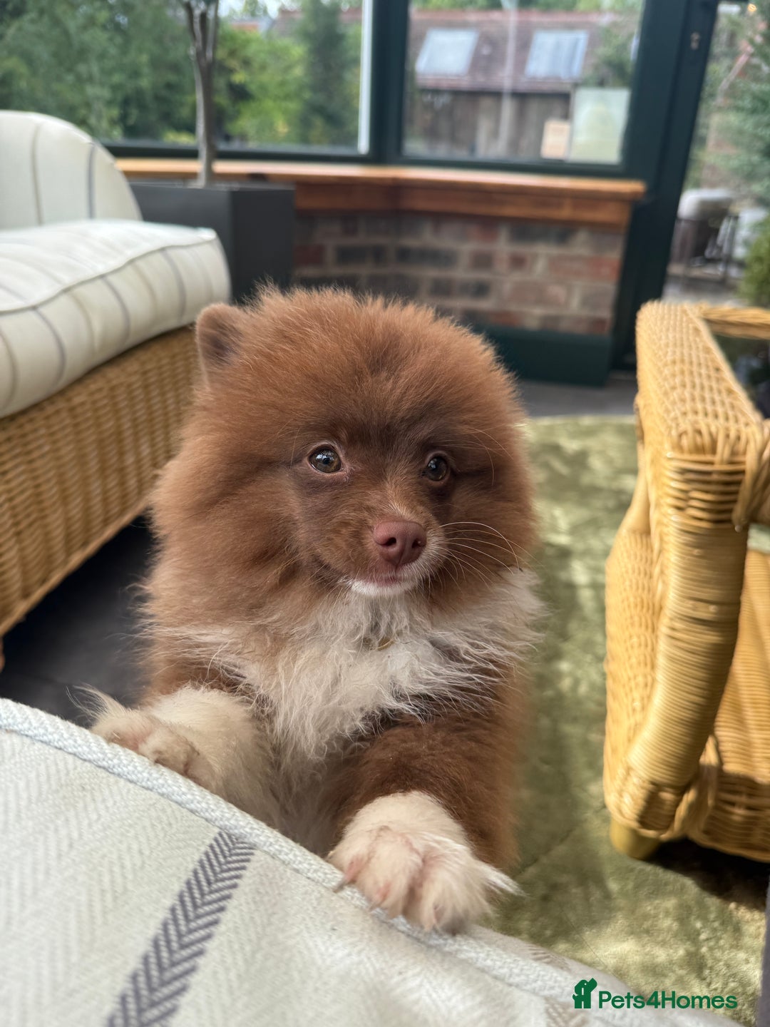Pomeranian dogs for sale: 6 month old female pomeranian - Image 3