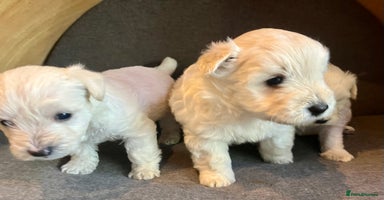 Mixed Breed dogs - Advert 6