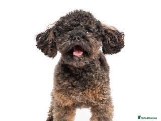 Toy Poodle dogs Tiny Russian Import Toy Poodle For Stud - Advert 17