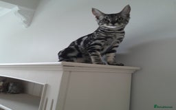 Savannah cats for sale: Full Pedigree & TICA Reg Marble Savannah Kitten - Image 22