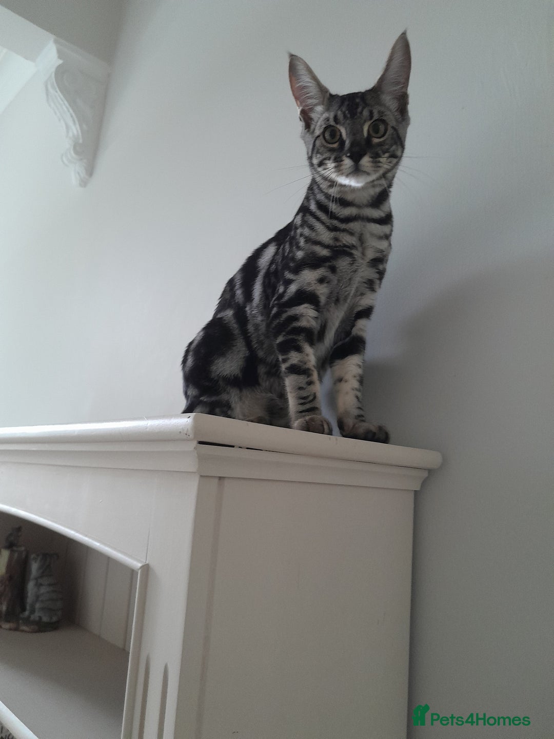 Savannah cats for sale: Full Pedigree & TICA Reg Marble Savannah Kitten - Image 22
