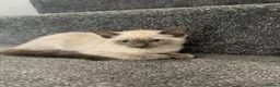Ragamese cats for sale: 🐾 Gorgeous Ragamese Kittens  in Nottingham - Advert 6