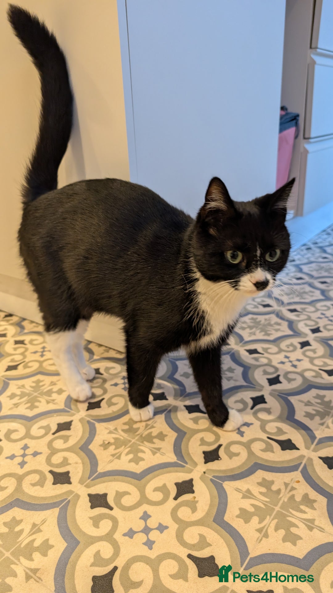 Mixed Breed cats for sale: Beautiful little girl - Advert 2