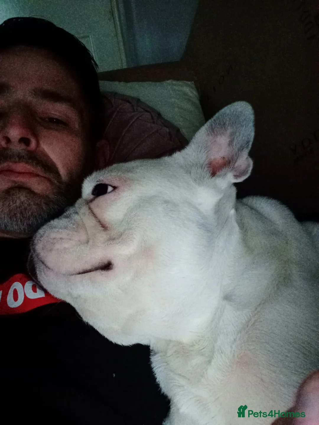 French Bulldog dogs for stud: Very nice french bulldog for stud for a pup in Dewsbury - Advert 4