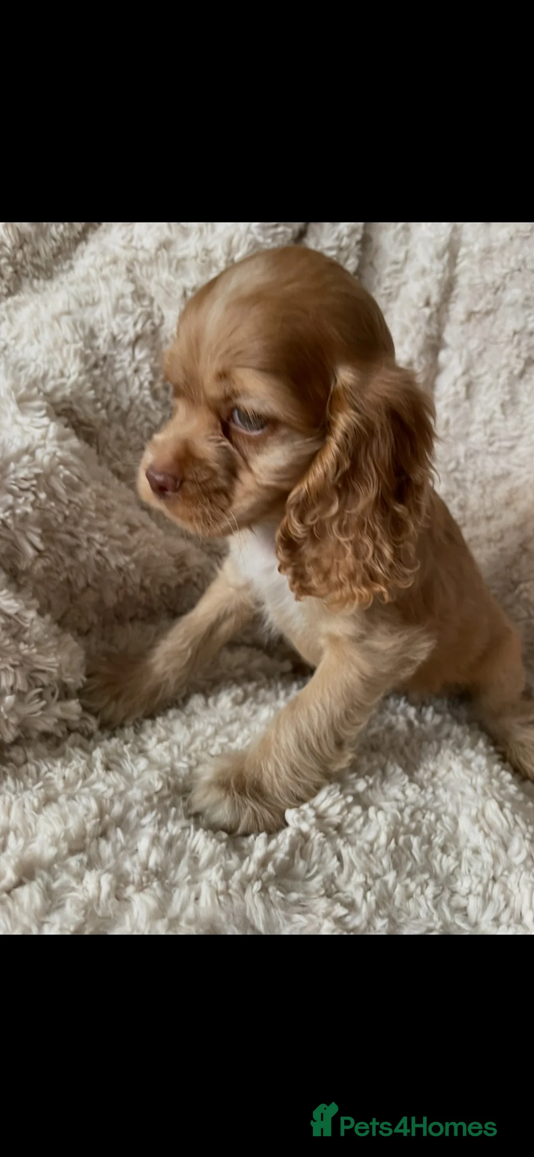 Cocker Spaniel dogs for sale: Cocker spaniel puppies  - Advert 18