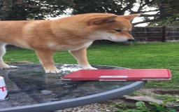 Japanese Shiba Inu dogs for sale: Retiring from Breeding - Loving Home Wanted - Image 2
