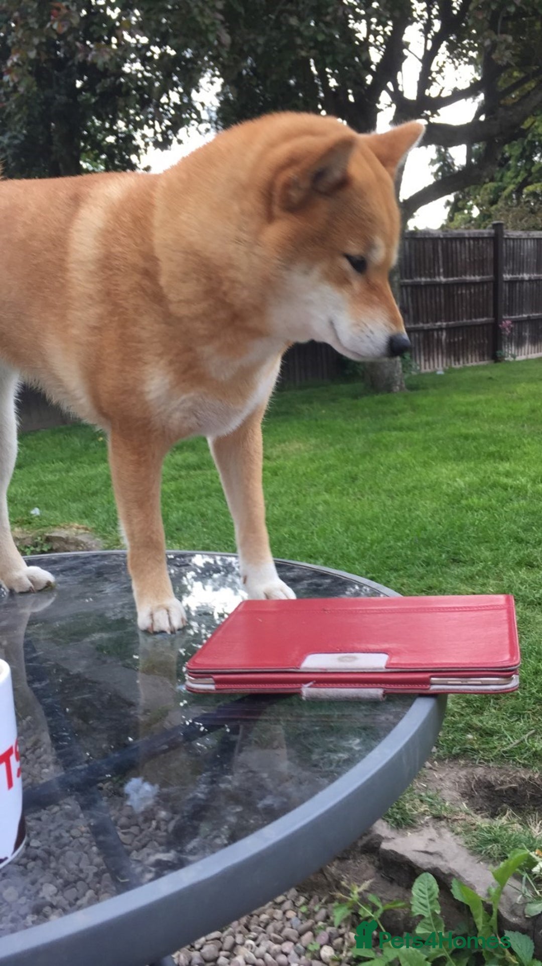 Japanese Shiba Inu dogs for sale: Retiring from Breeding - Loving Home Wanted - Image 2