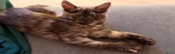 Maine Coon cats for sale: 6 remaining kittens - Advert 16