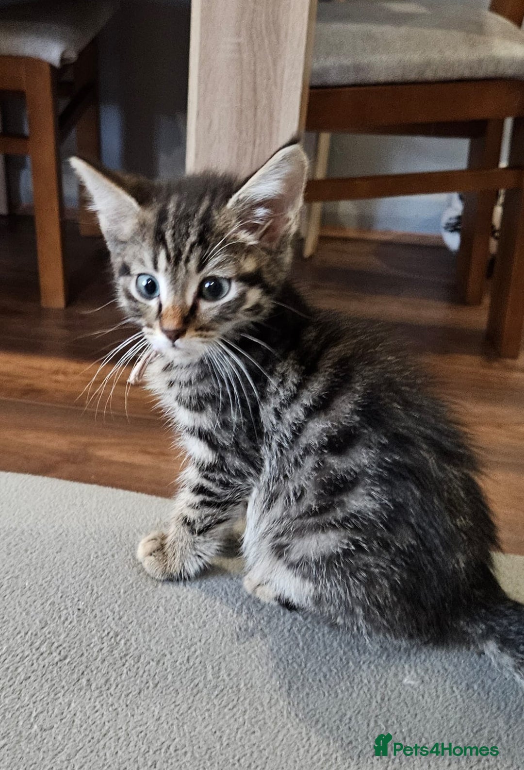 Russian Blue cats for sale: Mix Russian Blue and Maine Coon  - Image 9
