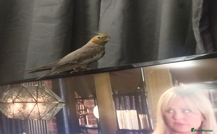Cockatiels birds - Advert 1