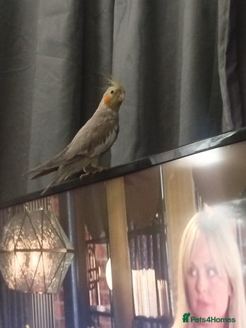 Cockatiels birds - Advert 15