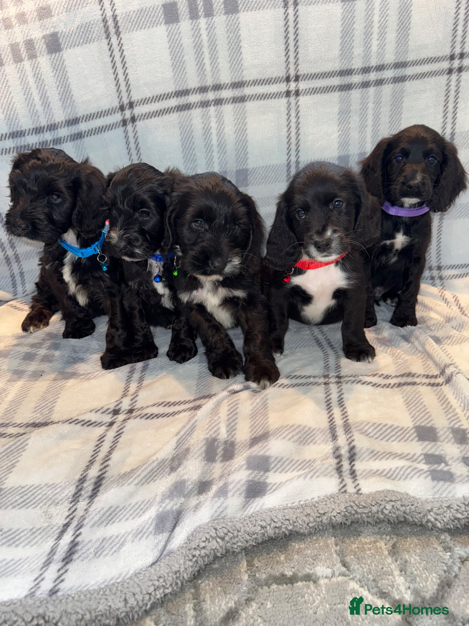 Sproodle dogs READY NOW BEAUTIFUL SPROODLE PUPS! - Advert 1
