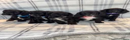 Sproodle dogs for sale: 4LEFT REDUCED!! BEAUTIFUL SPROODLE PUPS! - Advert 1