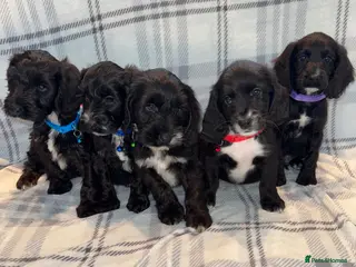 Sproodle dogs READY NOW BEAUTIFUL SPROODLE PUPS! - Advert 11