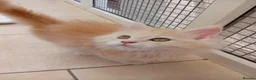 Maine Coon cats for sale: Beautiful Maine coons  - Advert 7