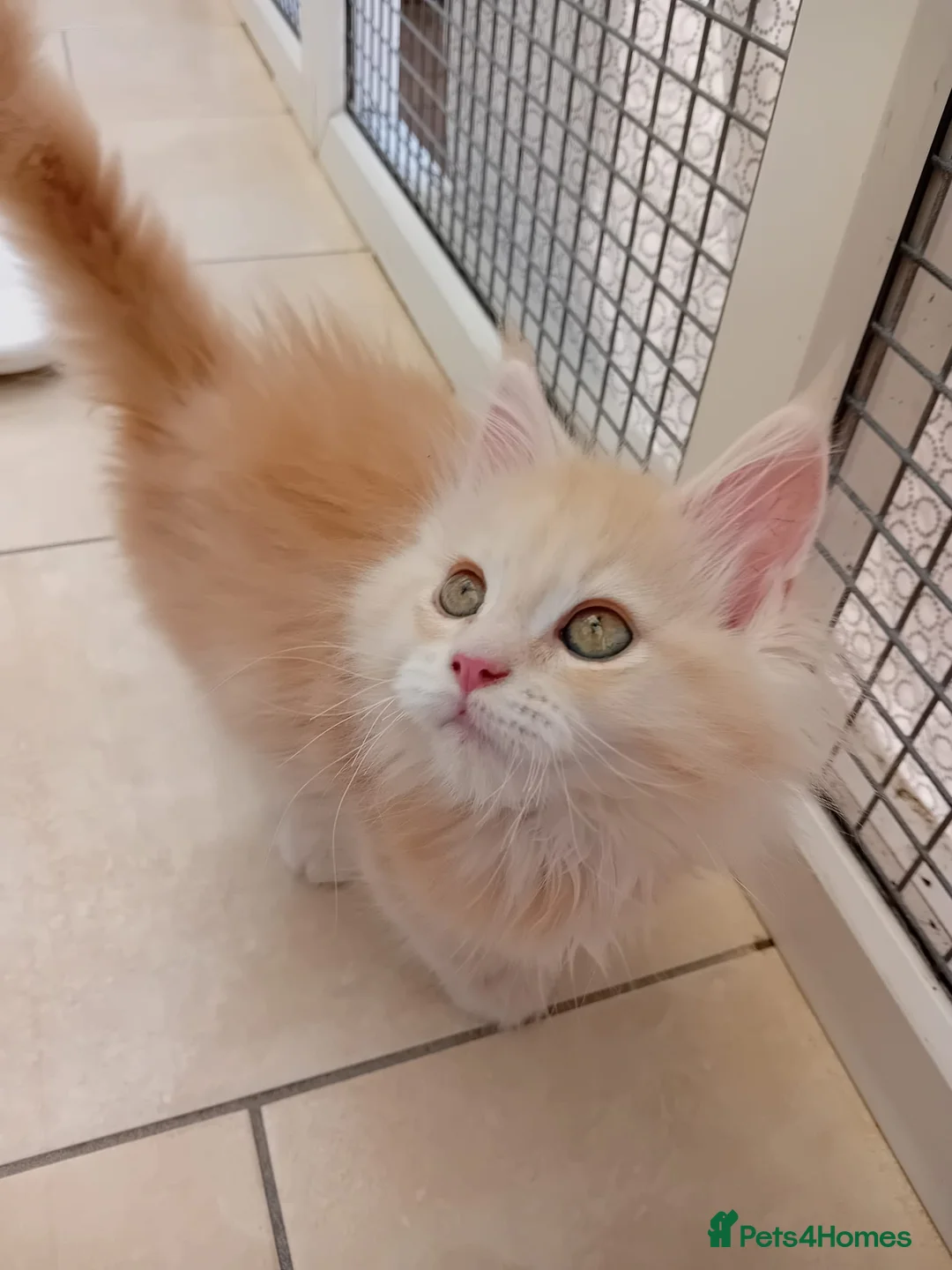 Maine Coon cats for sale: Beautiful Maine coons  - Advert 7