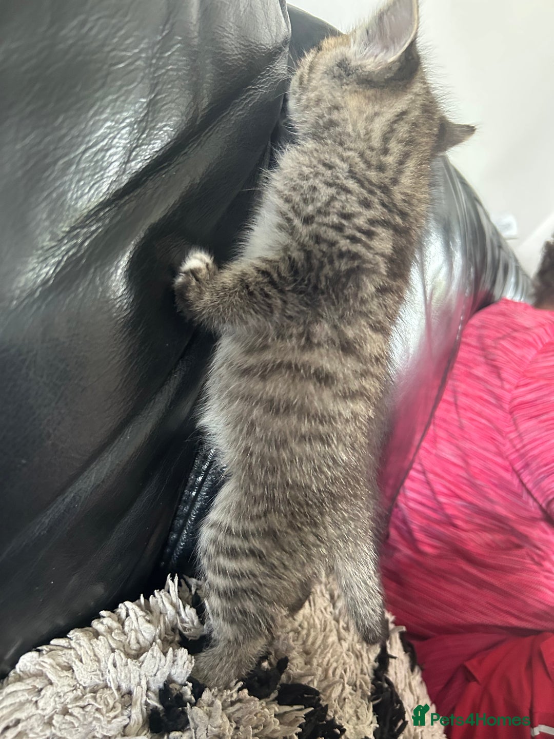 Ragdoll cats for sale: Ragdoll x Bengal  - Image 10