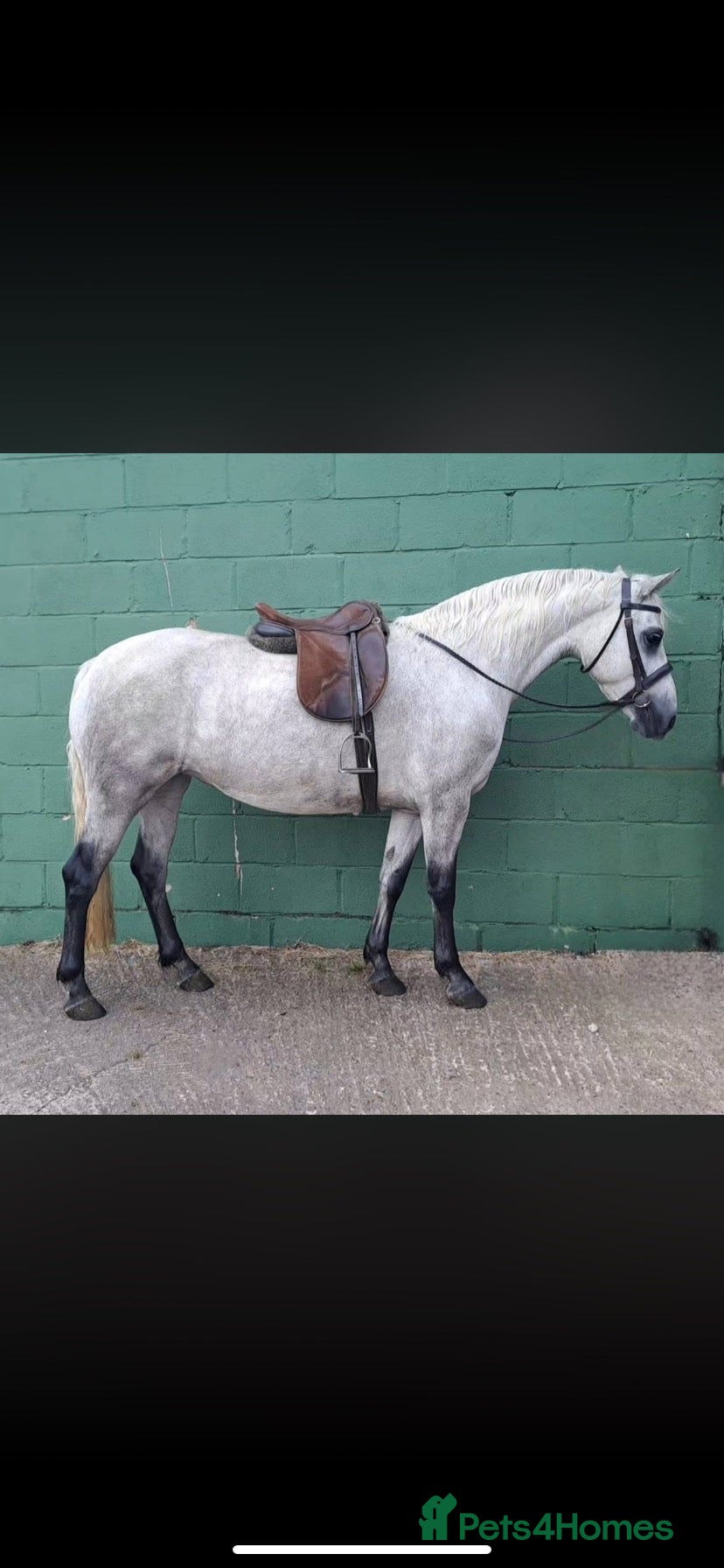 Connemara horses Class one Connemara mare  - Advert 1