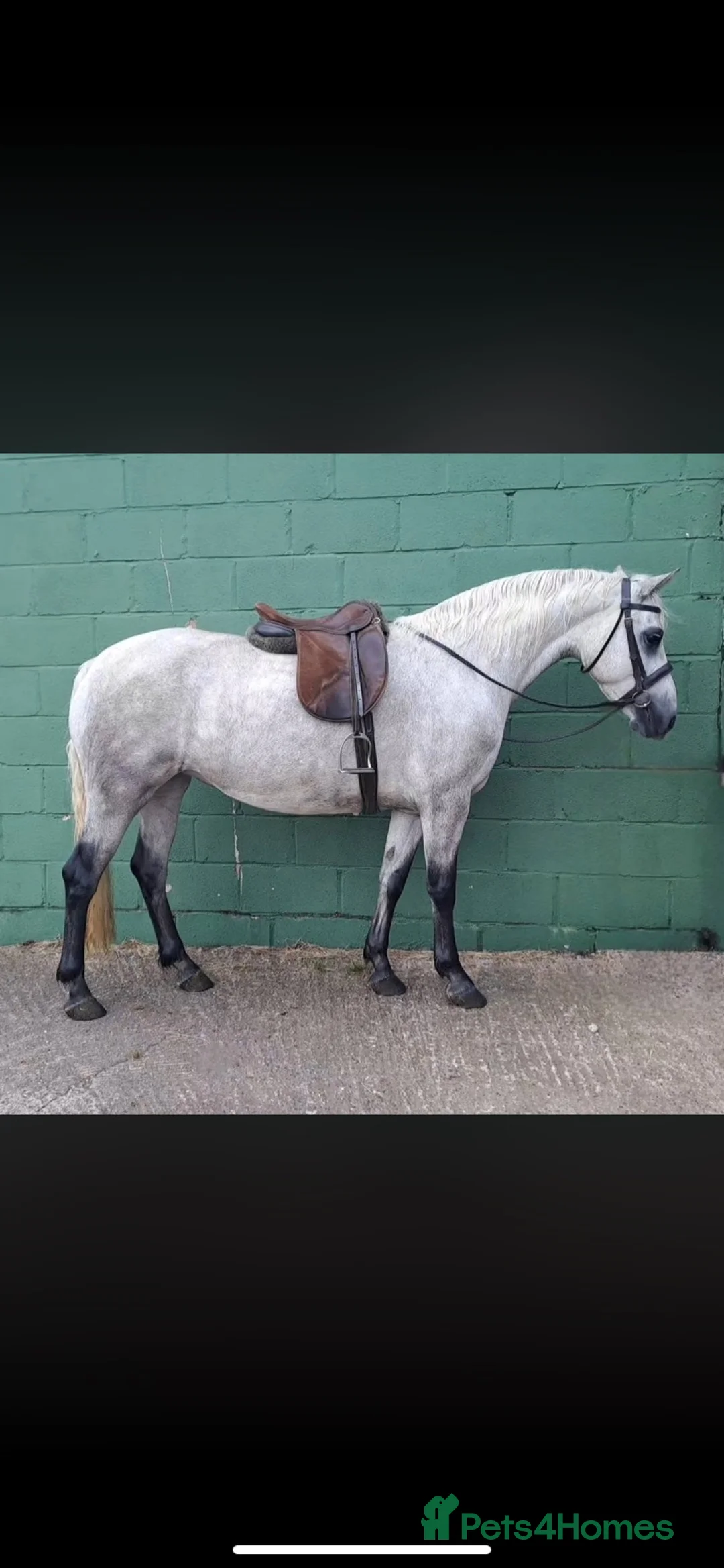 Connemara horses for sale: Class one Connemara mare  in Leek - Advert 1