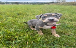 Mixed Breed dogs for sale: Amstaff mix, ready for forever home.  - Image 6