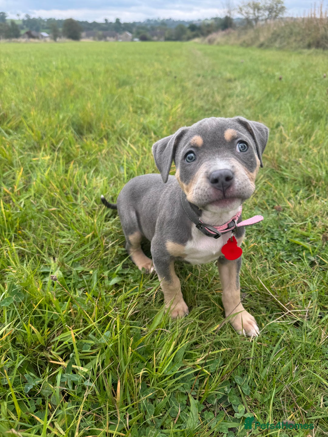 Mixed Breed dogs for sale: Amstaff mix, ready for forever home.  - Image 6