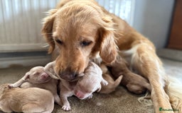 Golden Retriever dogs for sale: Stunning Top Quality Lines Golden Retriever Pups - Image 5