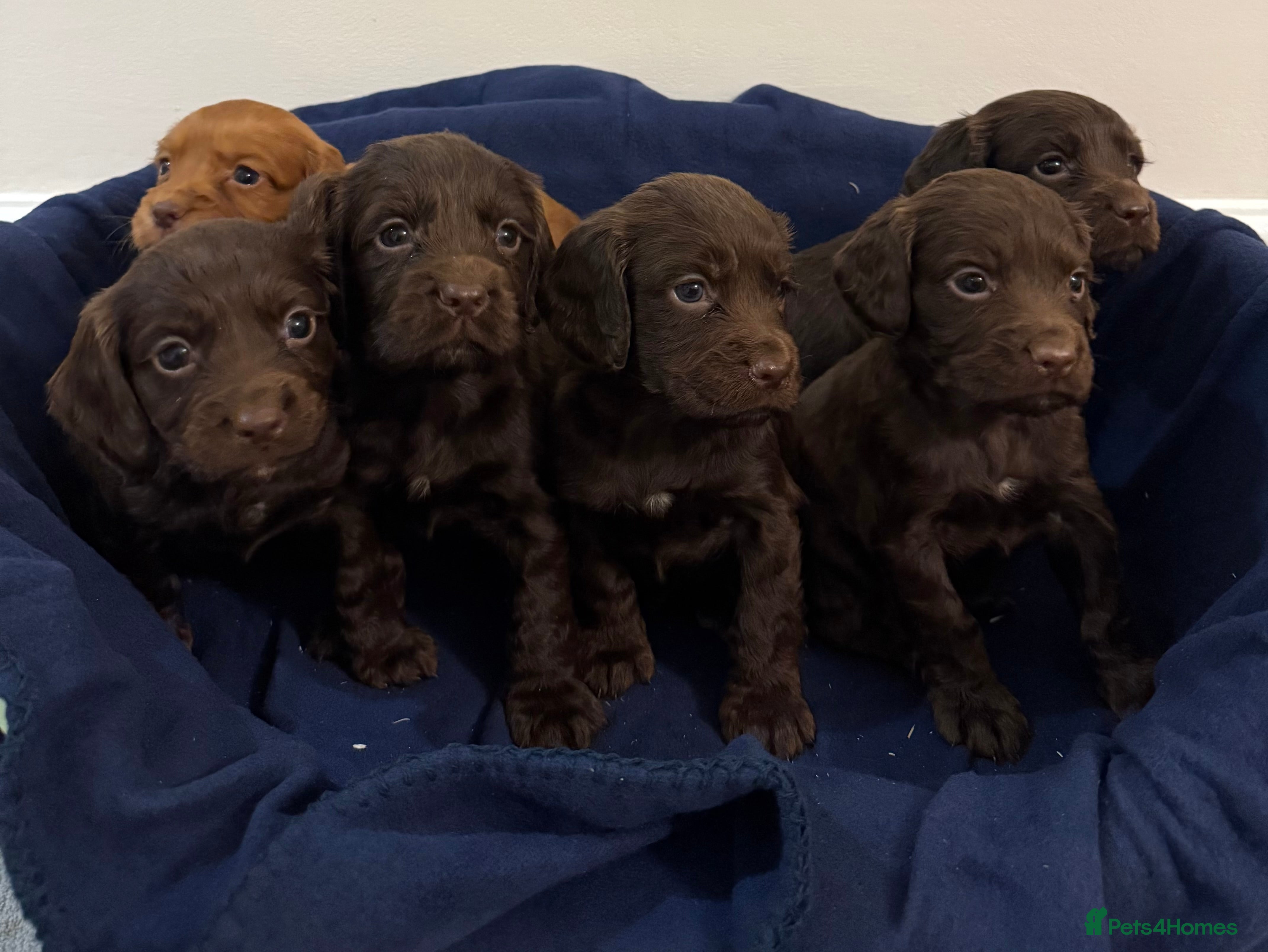 Cocker Spaniel dogs Adorable litter of 6 puppies - Advert 3