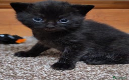 British Shorthair cats for sale: British shorthair kittens - Image 9