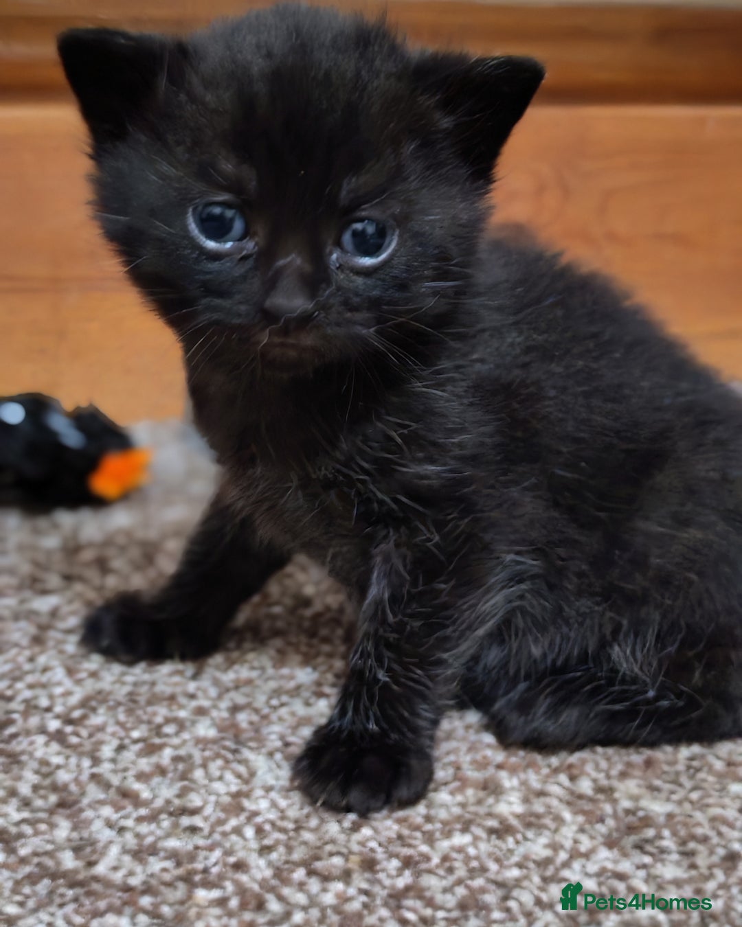 British Shorthair cats for sale: British shorthair kittens - Image 9