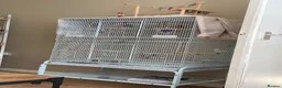 Parrots birds for sale: Quaker parrot  - Advert 3