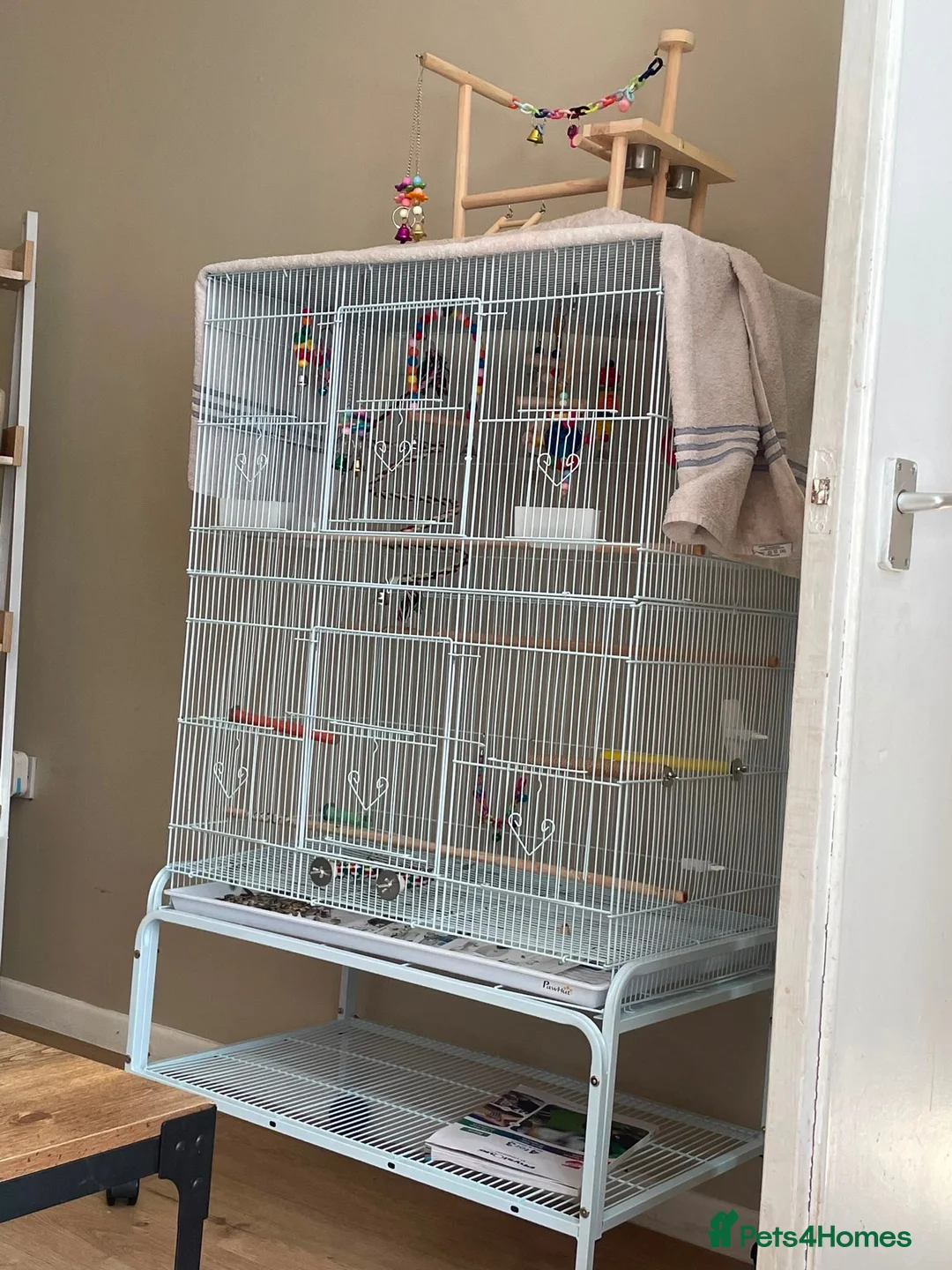 Parrots birds for sale: Quaker parrot  - Advert 3