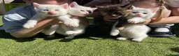 Mixed Breed cats for sale: 💕 beautiful kittens available 💕 - Advert 9