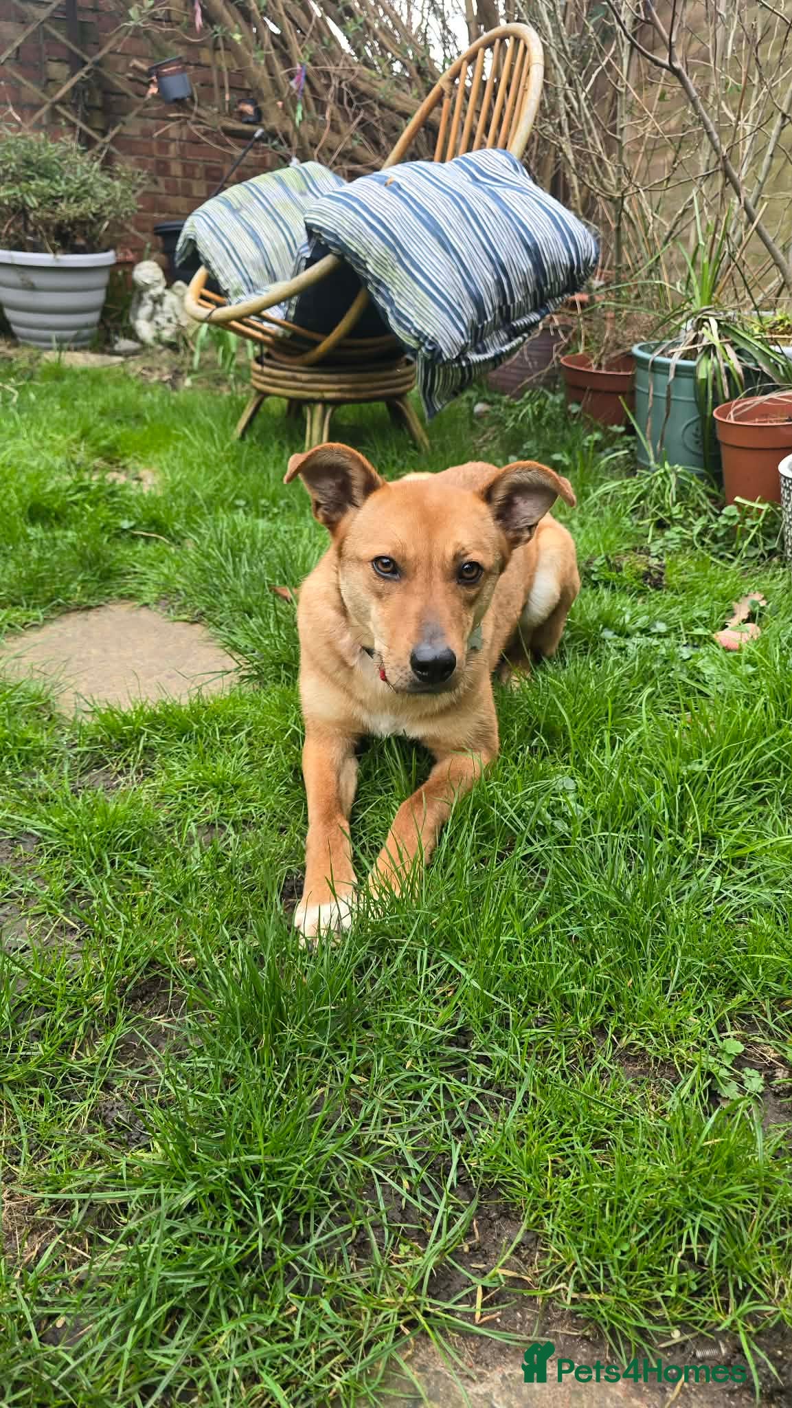 Mixed Breed dogs Sandy for adoption - Advert 5