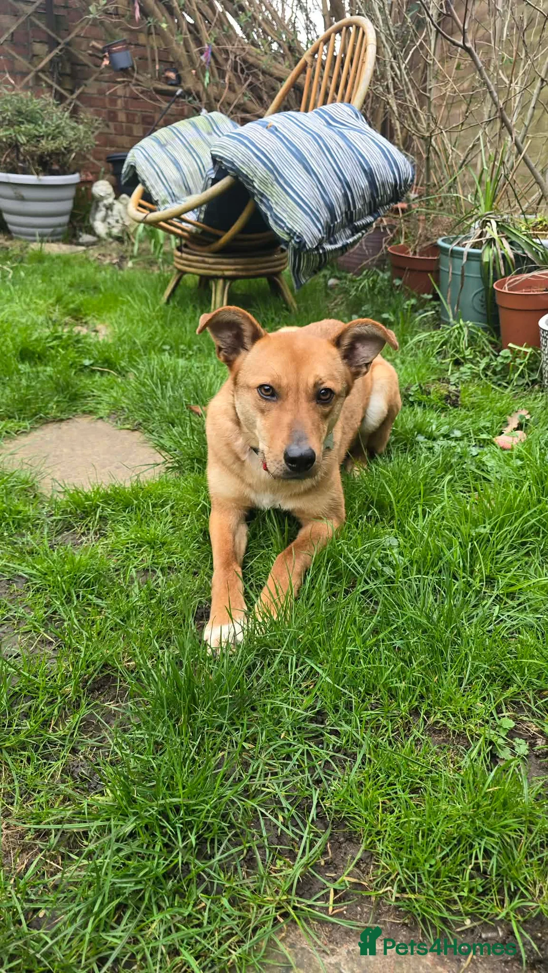 Mixed Breed dogs for adoption: Sandy for adoption in Leigh-on-Sea - Advert 1