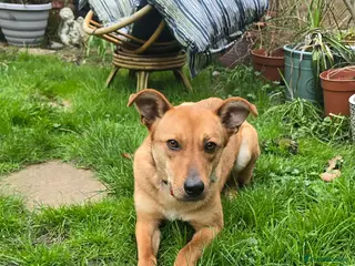 Mixed Breed dogs Sandy for adoption - Advert 5