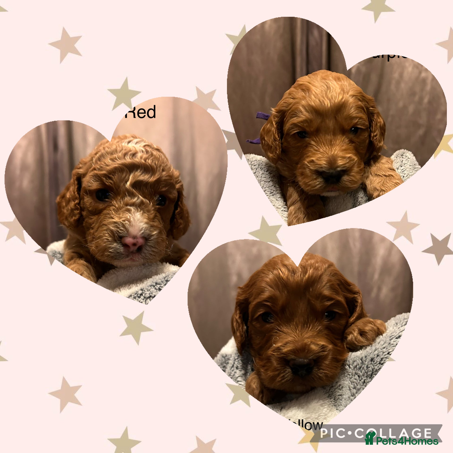 Cockapoo dogs Beautiful F1b Cockapoo Puppies - Advert 18