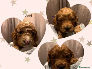 Cockapoo dogs Beautiful F1b Cockapoo Puppies - Advert 18