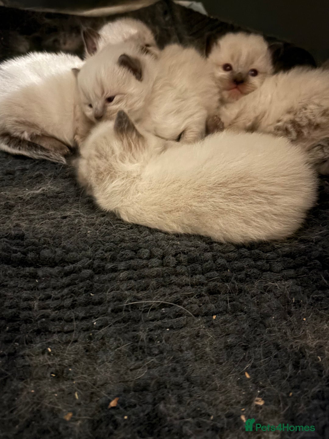 Ragdoll cats for sale: Ragdoll kittens for sale  in Runcorn - Image 10