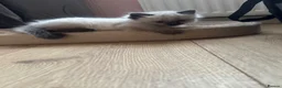 Ragdoll cats for sale: Ragdoll kittens - Advert 3
