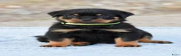 Rottweiler dogs for sale: Phenomenal old fashioned, health tested parents - Advert 4