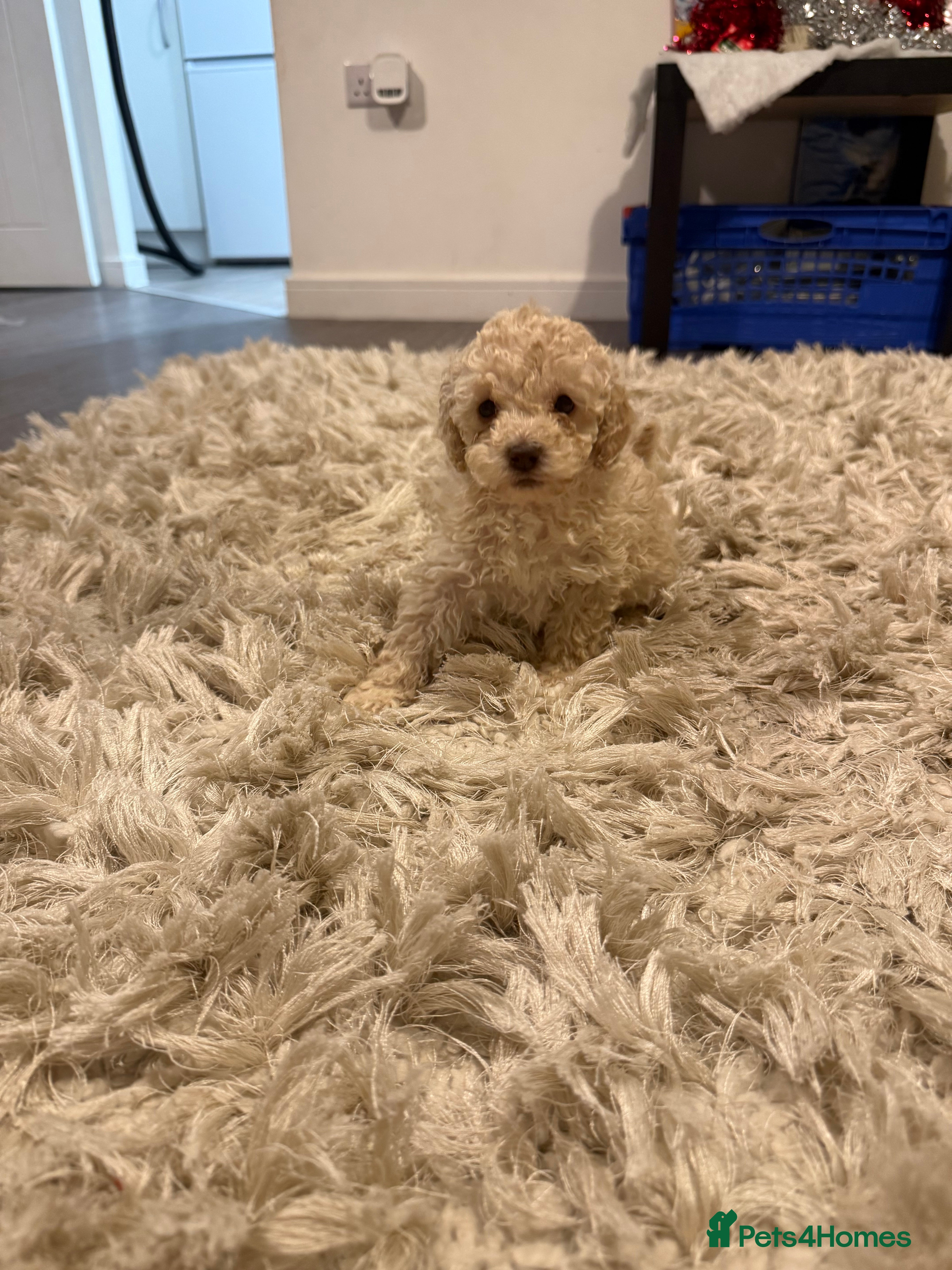 Miniature Poodle dogs Miniature Pedigree Poodles READY NOW  - Advert 17