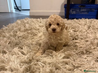 Miniature Poodle dogs Miniature Pedigree Poodles READY NOW - Advert 14